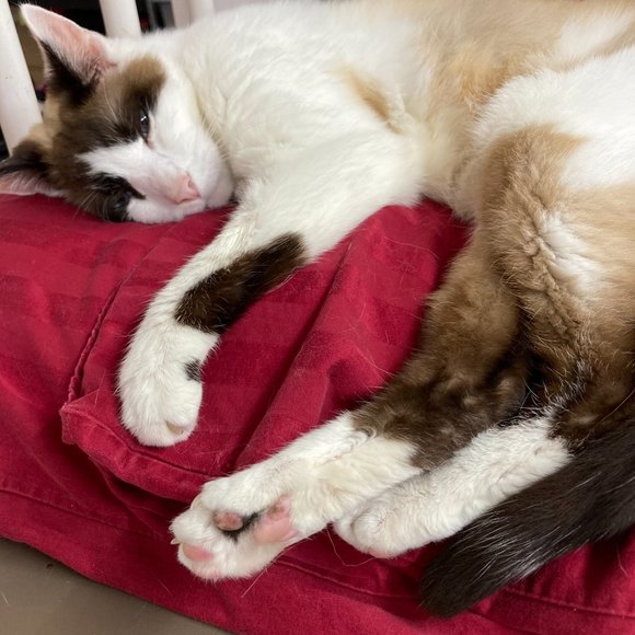 Meet your Posher - Picture 4 of 4